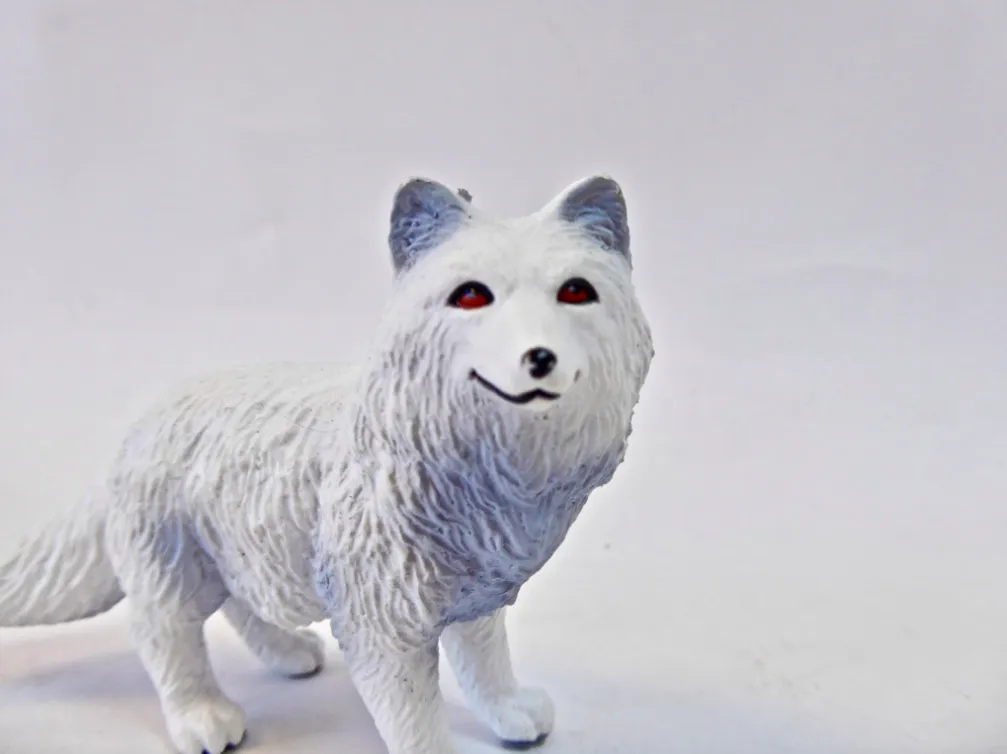 Arctic Fox