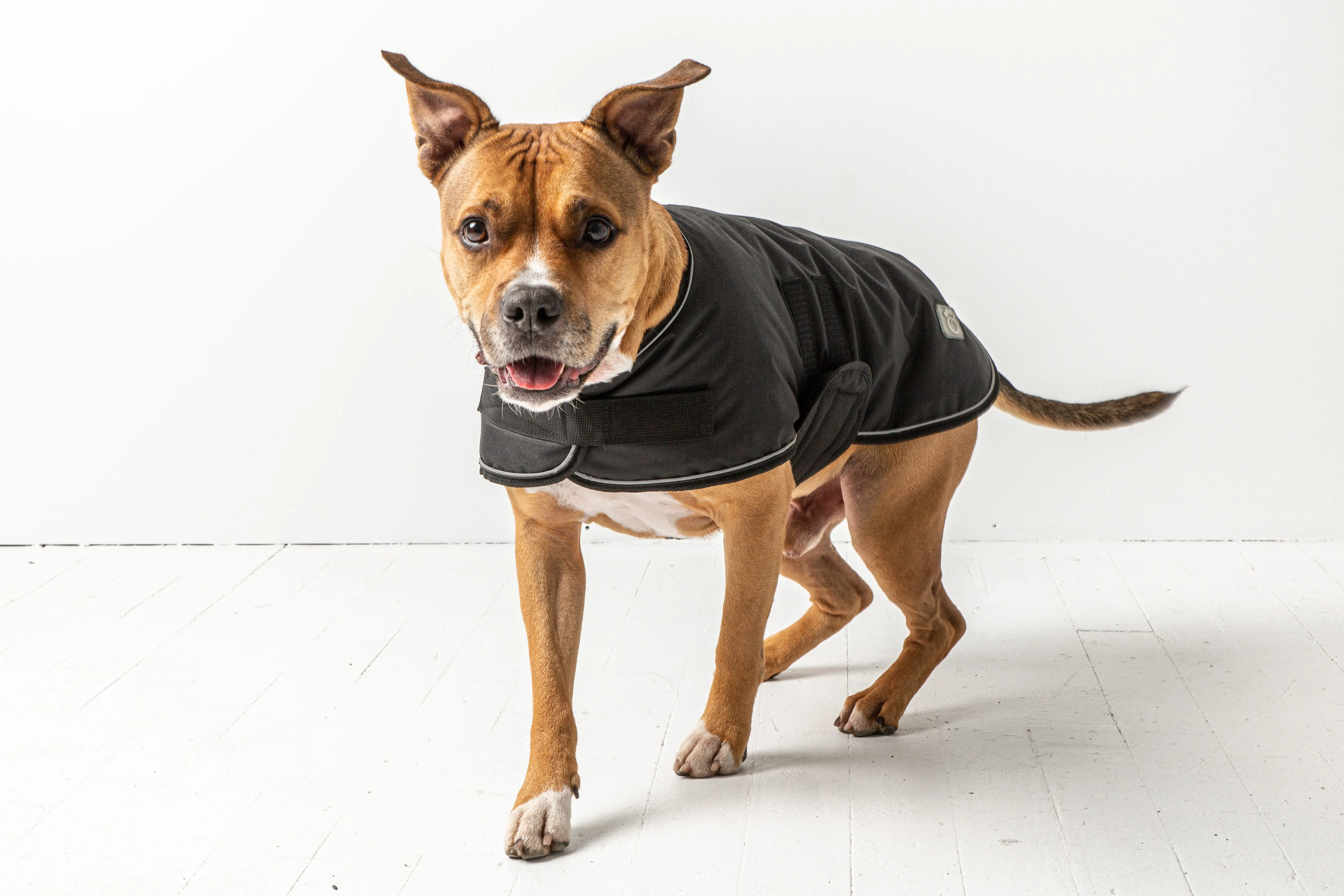 Dog Winter Blanket Jacket - Black