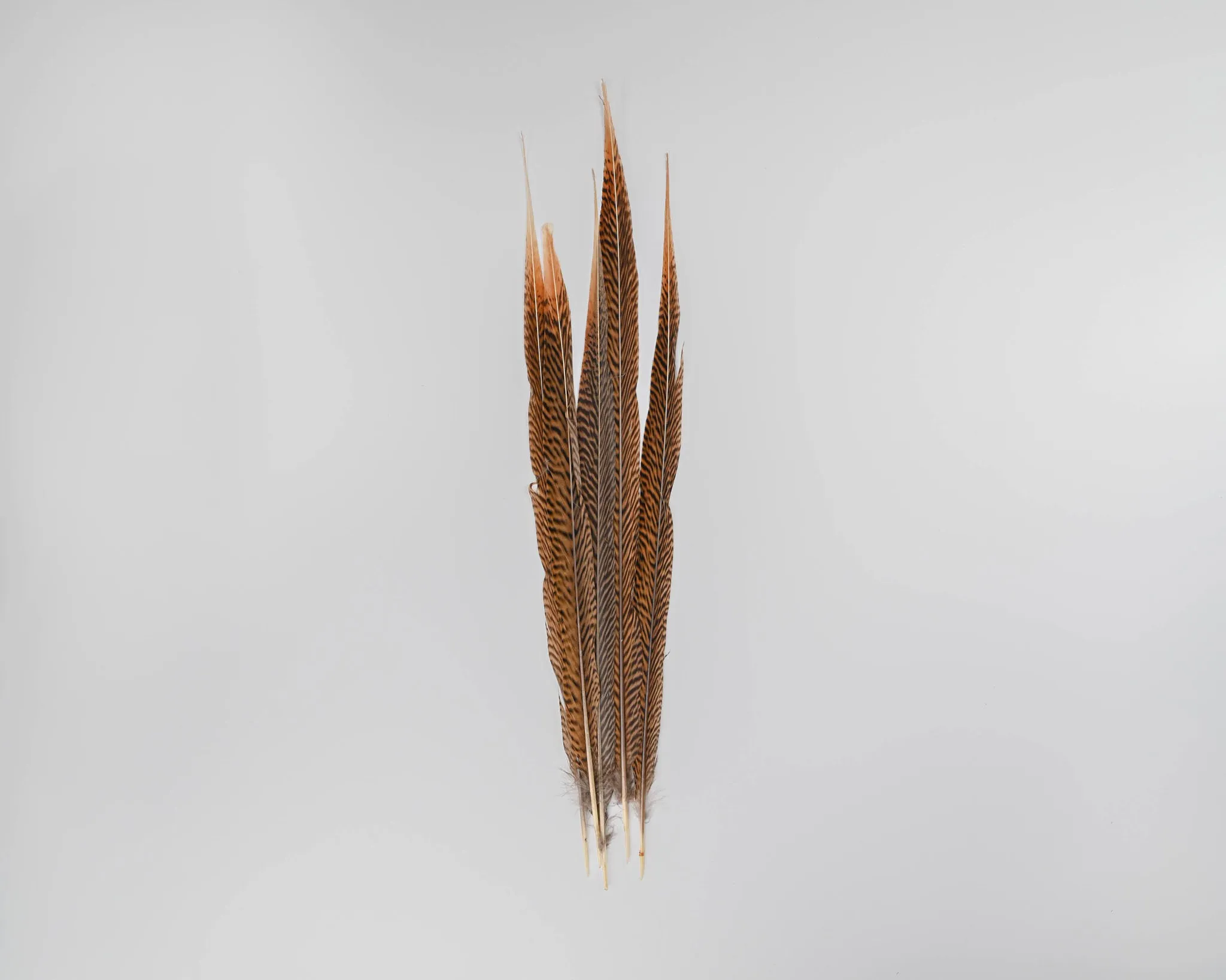 Golden Pheasant Feathers - Real