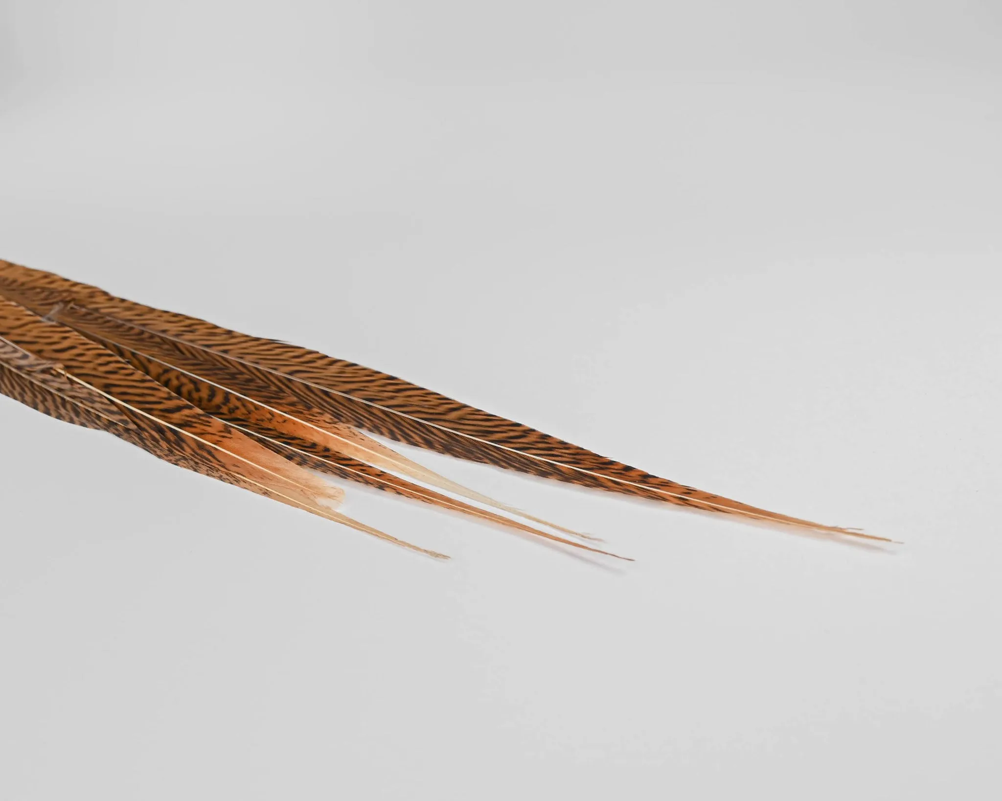 Golden Pheasant Feathers - Real