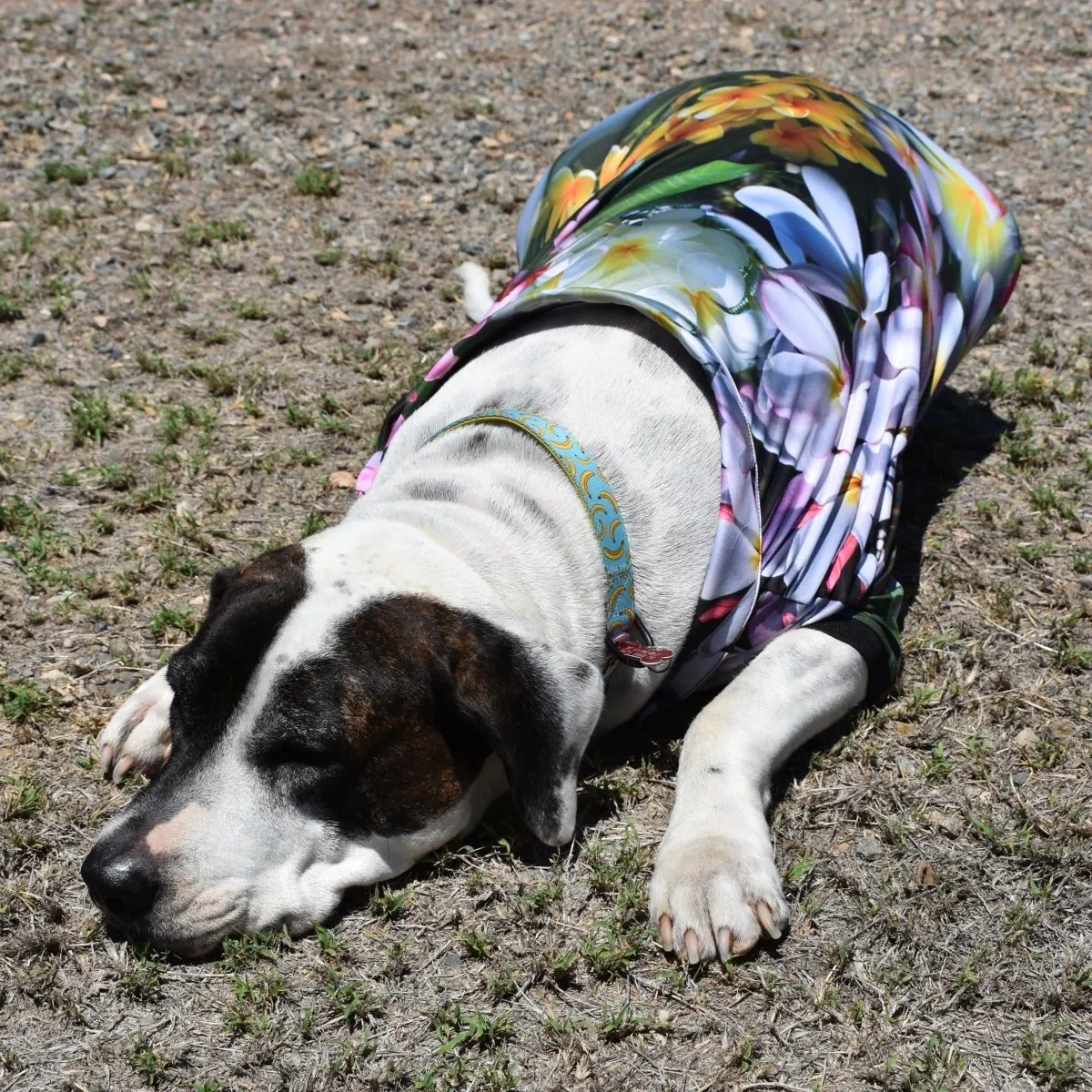 Sun Safe Dog Shirts - Frangipani