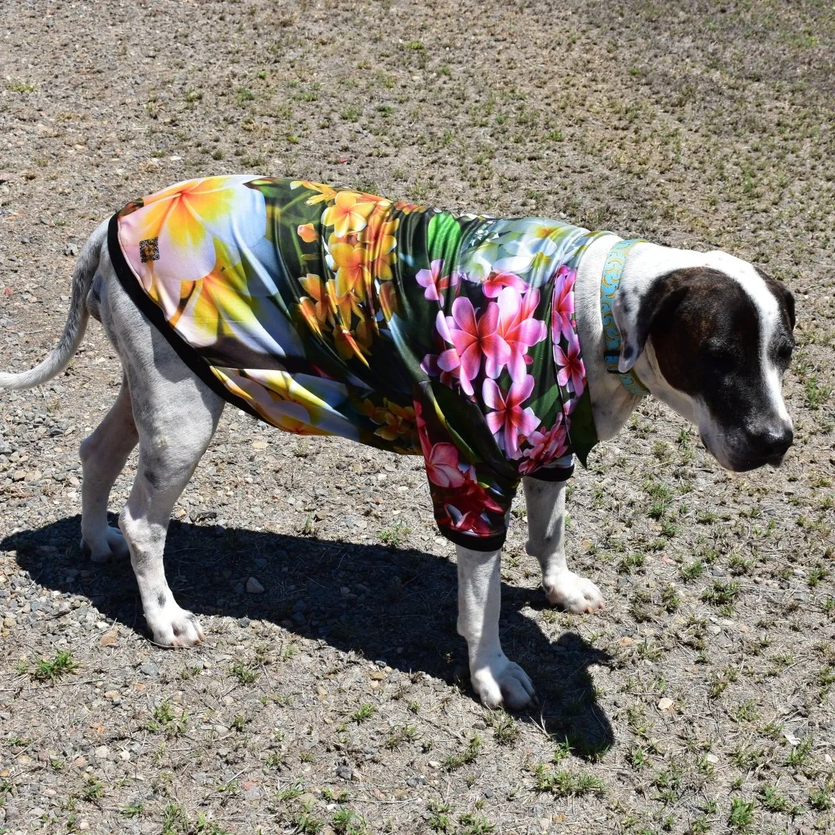 Sun Safe Dog Shirts - Frangipani